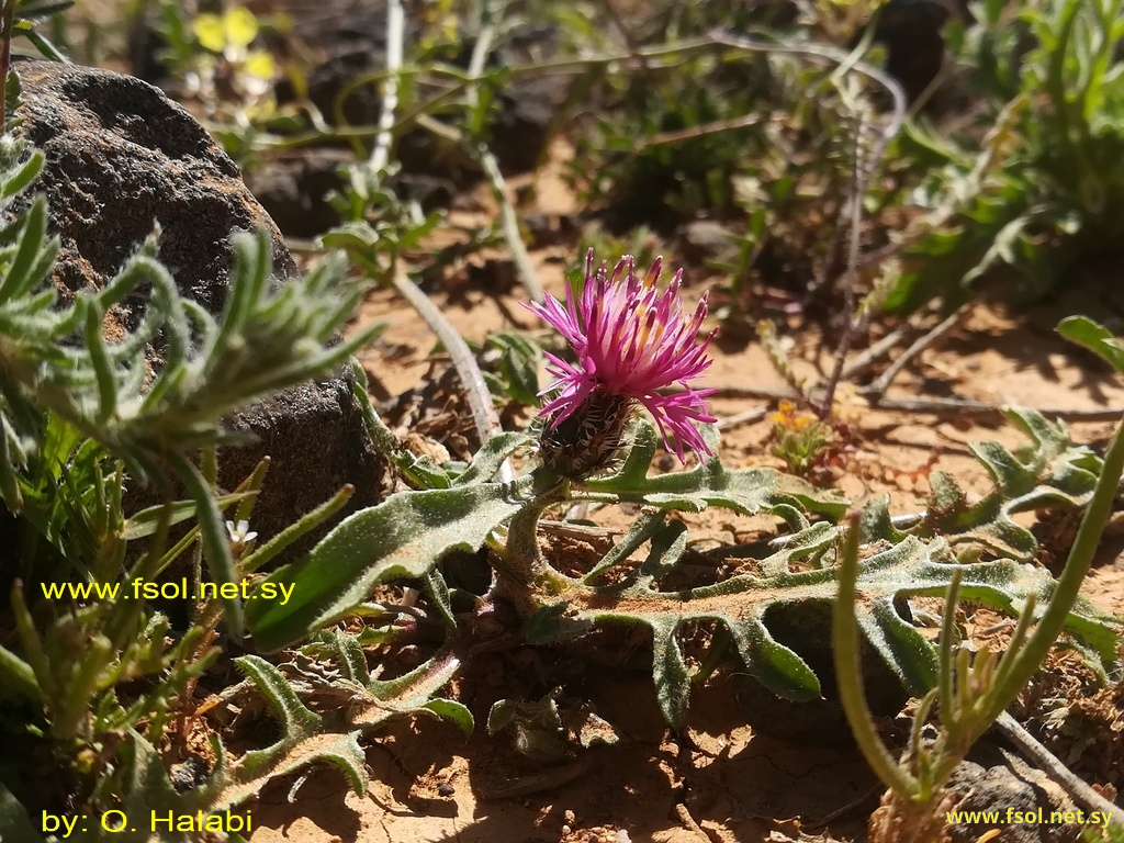 Centaurea ammocyanus Boiss.